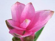 片段二：端木蕻良